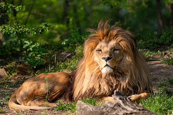 Animals, Lion, Predator, Big Cat, Sight, Opinion, Mane HD wallpaper