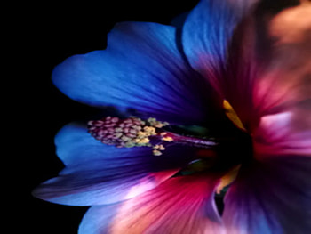 COLORFUL PETALS, colorful, close up, flower HD wallpaper