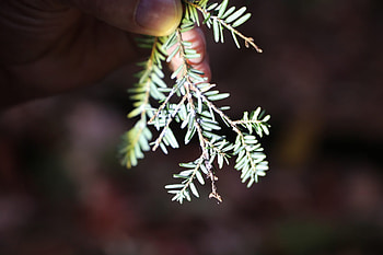 Predator beetles, Lake George conservation, Hemlock protection, Bug extermination HD wallpaper
