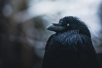 Obsidian Raven — Ultra, Animal, raven HD wallpaper
