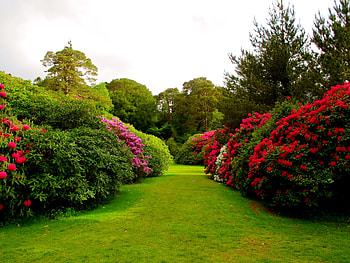 Nature, Flowers, Grass, Bush, Garden, Buds, Lawn HD wallpaper