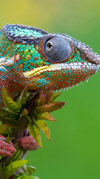 7005 lizard Android HD phone wallpaper