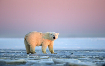Animals, Sky, Ice, Snow, Polar Bear HD wallpaper