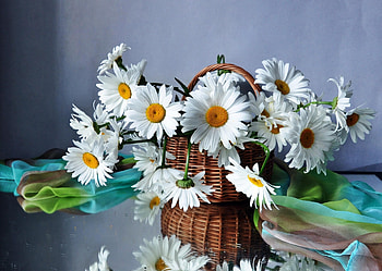 Flowers, Camomile, Drops, Reflection, Basket, Scarf HD wallpaper