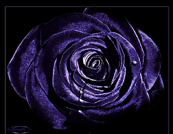 tears at midnight, plants, soft, delecte, nice, rose, blossoms, bud, nature, flowers, blooms, lovely HD wallpaper
