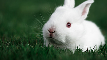 Baby rabbit, Rabbits HD wallpaper