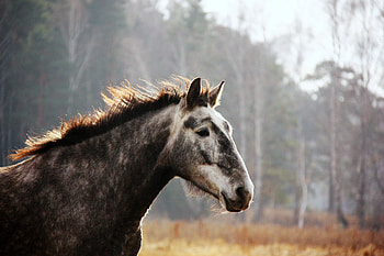 Animals, Muzzle, Spotty, Spotted, Horse HD wallpaper