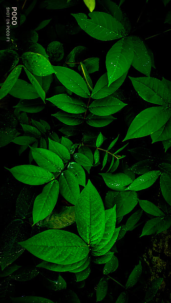Plants, terrestrial_plant, leaves, Greenery HD phone wallpaper