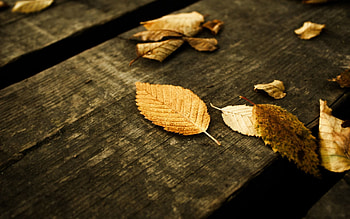 Nature, Autumn, Leaves, Grey, Planks, Board HD wallpaper