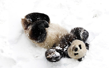 Panda in resolution, Striking ry, Amazingly detailed, Captivating presence HD wallpaper