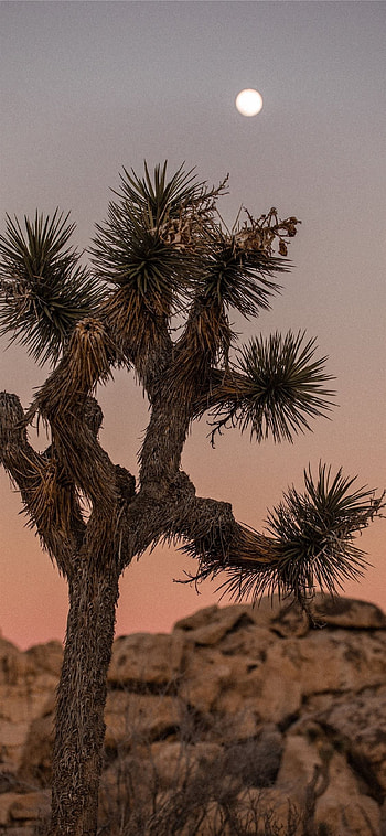 Brown rock tree, Desert moon sky, , Night landscape graphy HD phone wallpaper