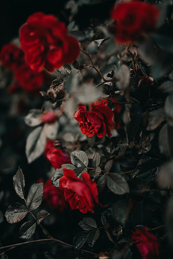 Flowers, Roses, Bush, Plant HD phone wallpaper