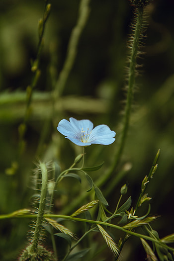 Flowers, Flower, Plant, Close-Up, Bloom, Flowering HD phone wallpaper