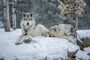 Grey Wolves from Yellowstone N.P., nature, wolves, snow, animals HD wallpaper