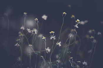 Flowers, Plant, Field, Stems HD wallpaper