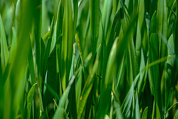 Nature, Grass, Leaves, Plant HD wallpaper