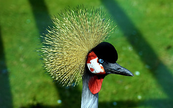 Grey crowned crane, , Majestic bird, Feathered beauty HD wallpaper