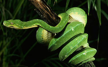 Animals, Wood, Tree, Branch, Snake HD wallpaper