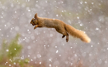 Squirrel Red, squirreles, animals HD wallpaper