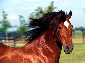 horse,pastures, white mane, large eyes,beautiful ,animal, animal, pastures, horse, white mane, beautiful, large eyes HD wallpaper