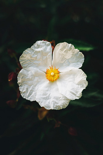 Flowers, Flower, Petals, Begonia HD phone wallpaper