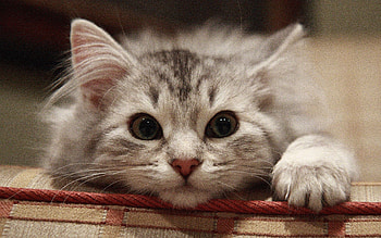 Cat, Animals, Fluffy, Muzzle, Beautiful Cat HD wallpaper