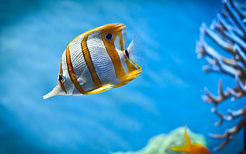 Cool fish backgrounds, Aquatic wonderland, Underwater elegance, Diverse marine life HD wallpaper