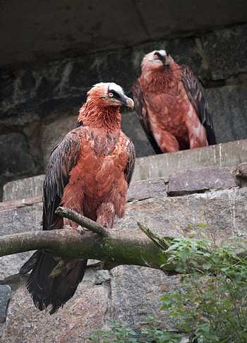 Bearded Vulture, Google search, Animals wild pet birds, Bearded Vulture HD phone wallpaper