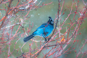 Stellars Jay, birds HD wallpaper