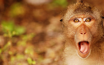 Animals, Muzzle, Monkey, Scream, Cry, Astonishment, Surprise HD wallpaper