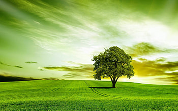 Green tree, , Amazing nature , Green nature HD wallpaper