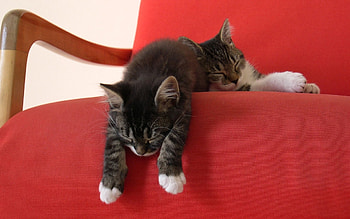 Animals, Cats HD wallpaper