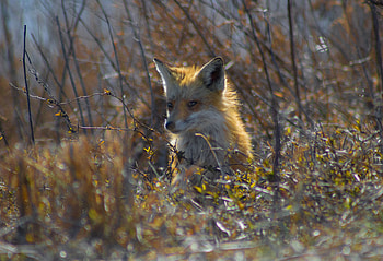 Fox, animal, predator, outdoor HD wallpaper