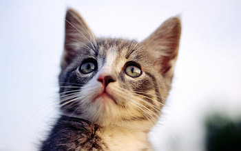 Innocent look, kitten, cat, feline, look HD wallpaper