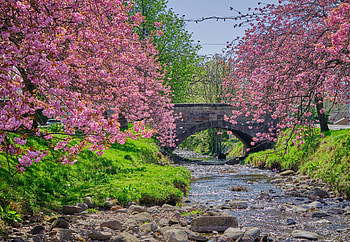 its springtime, natur, spring, blossoms, cherry HD wallpaper
