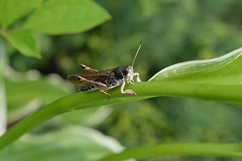 Macro, Sheet, Leaf, Insect, Grasshopper HD wallpaper