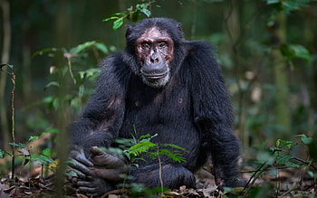 Chimpanzee, Ground-sitting monkey, Serene depiction, Wildlife graphy HD wallpaper