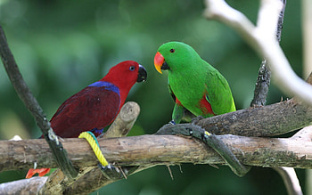 Animals, Birds, Parrots, Couple, Pair HD wallpaper