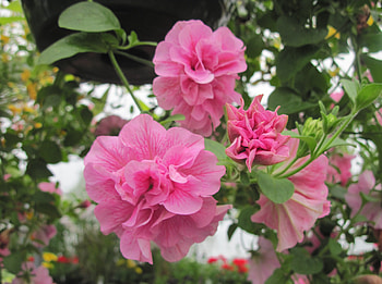 Flowers day at the greenhouse 22, pink, graphy, green, Flowers, garden HD wallpaper