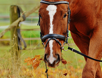 Animals, Grass, Muzzle, Horse, Bridle HD wallpaper