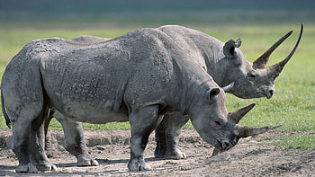 Animals, Food, Grass, Couple, Pair, Large, Rhinos HD wallpaper