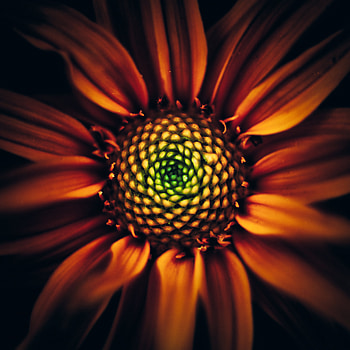 Sunflower, bloom, close up HD phone wallpaper