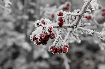 Nature, Frost, Hoarfrost, Rowan HD wallpaper