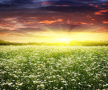 Field with flowers, field, sky, nature, flowers, herbs, sun, beauty HD wallpaper