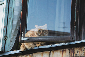 Animals, Cat, Fluffy, Window HD wallpaper