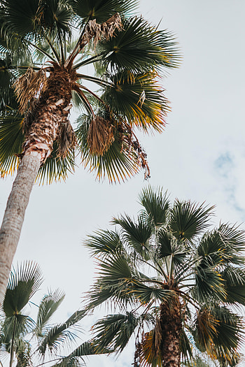 Nature, Leaves, Palm, Branches, Bottom View HD phone wallpaper