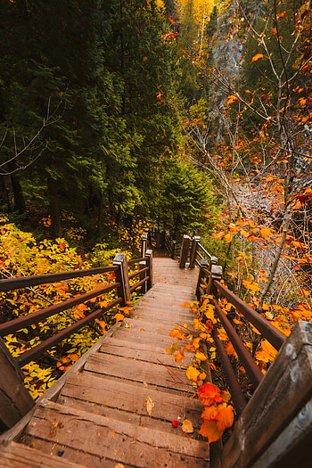 Nature, Autumn, Leaves, Branches, Ladder, Stairs, Steps HD phone wallpaper