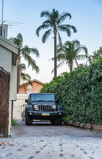 Cars, Palm, Suv, Jeep HD phone wallpaper