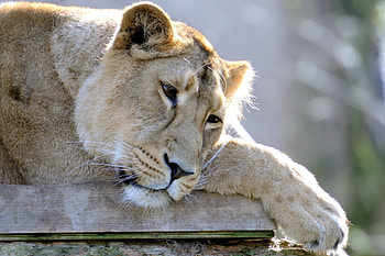 Animals, Lie, To Lie Down, Muzzle, Lion, Sadness, Sorrow, Paw HD wallpaper