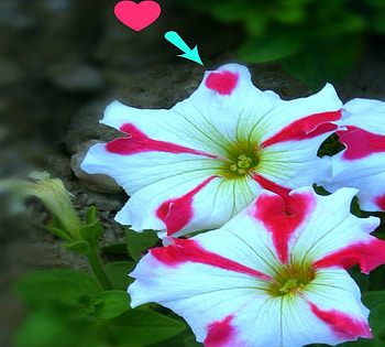 Heart from nature, nature, flowers, blessings HD wallpaper